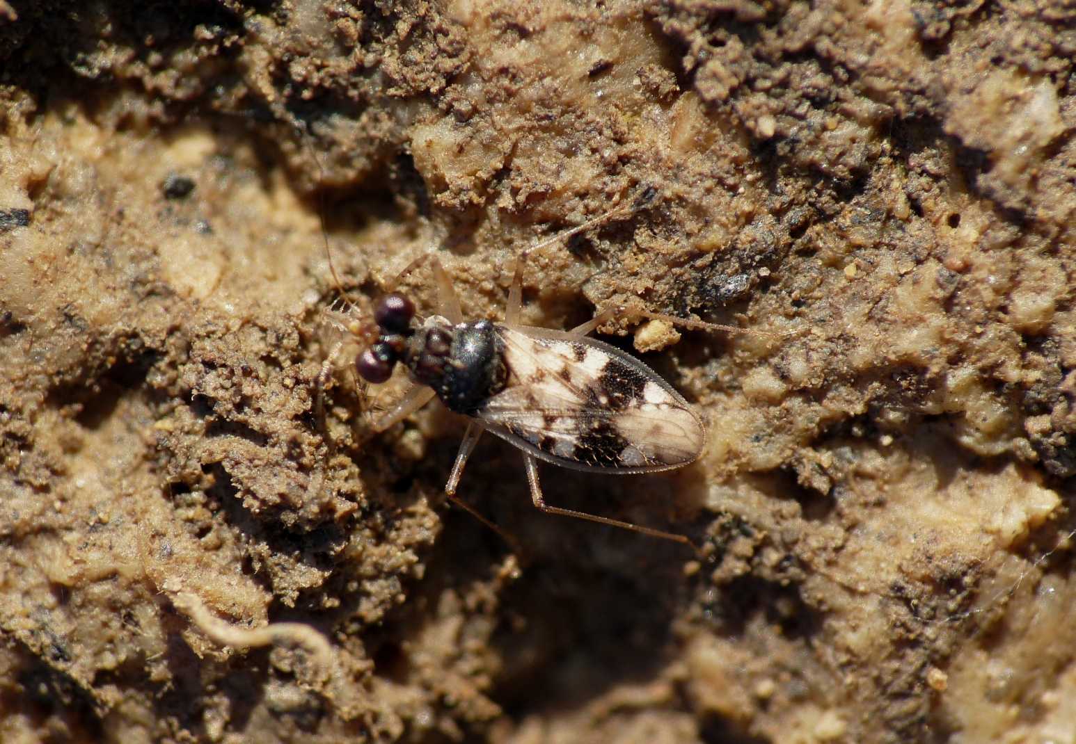 Leptopodidae: Leptopus hispanus del Lazio (Tolfa-Roma)